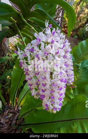 Vista ravvicinata di gruppi di fiori freschi bianchi e viola di rhynchostylis gigantea specie di orchidee epifitiche che fioriscono nel giardino tropicale Foto Stock