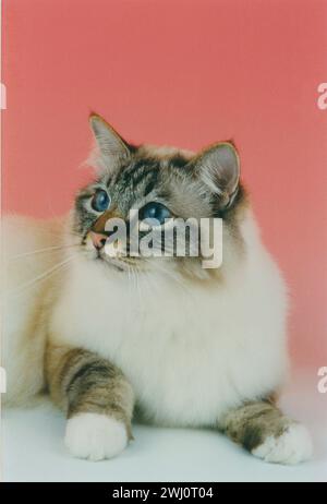 Birman Seal Tabby Point Head su uno sfondo di pesca che guarda di lato Foto Stock