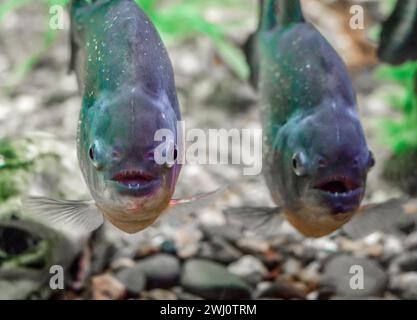 Due pesci piranha in acqua da vicino Foto Stock