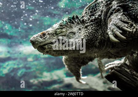 La tartaruga Big cayman nuota sott'acqua da vicino Foto Stock