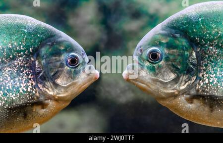 Due piranha sono uno accanto all'altro nell'acqua da vicino Foto Stock