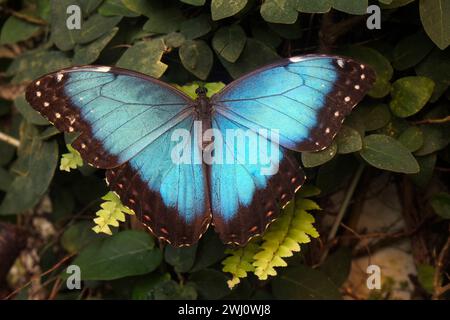 Farfalla, morfo blu farfalla Foto Stock
