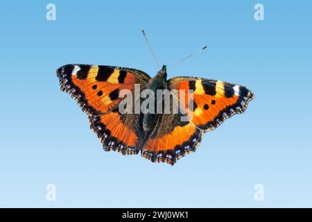 Butterfly, piccola tartaruga Foto Stock