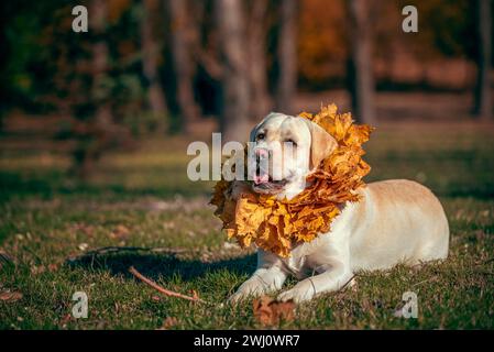 Autunno un cane Labrador adulto di colore fawn sorridente con una corona di foglie d'acero giallo intorno al collo Foto Stock