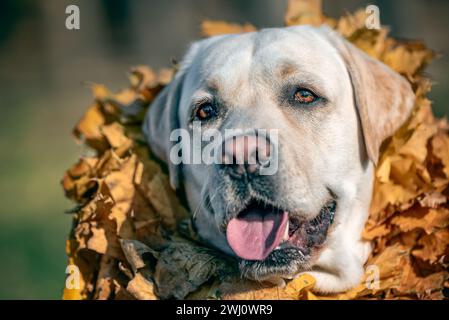 Autunno un cane Labrador adulto di colore fawn sorridente con una corona di foglie d'acero giallo intorno al collo Foto Stock