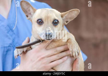 Uomo in uniforme veterinaria che abbraccia un cane piccolo Foto Stock