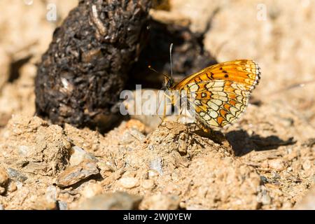 Heath fritillary (Melitaea athalia) Foto Stock