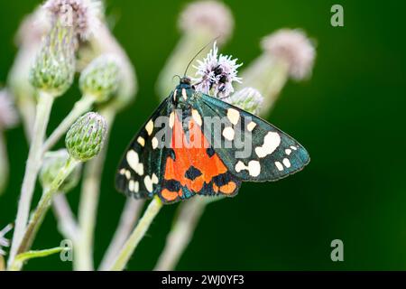 Scarlet tiger moth Foto Stock
