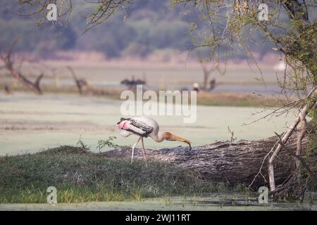 Cicogna dipinta, micteria leucocephala, tramonto, Keoladeo Ghana National Park, Bharatpur, Rajasthan, India Foto Stock