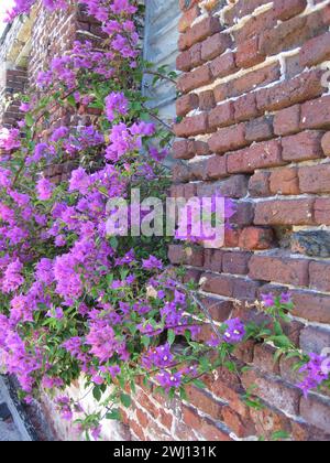 Muro di mattoni rossi con fiori viola e foglie verdi sull'isola di Antigua nel Mar dei Caraibi Foto Stock