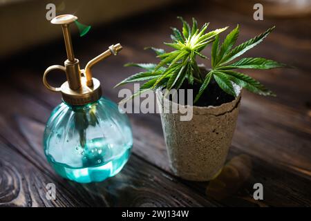 Coltivare canapa a casa in vasi di materiali riciclabili. Germogli di canapa primaverile giovane con le prime foglie di marijuana medicinale Foto Stock
