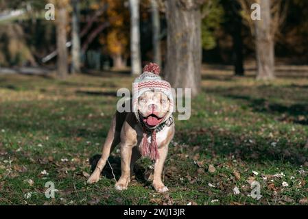 Cane bullo americano in un cappello invernale con pompom in autunno nel parco in una giornata di sole Foto Stock