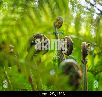 Fronde di felce morbide ricciolate (Dicksonia antarctica) appena emerse, Trewidden Garden Cornwall Inghilterra sud-occidentale Regno Unito Foto Stock