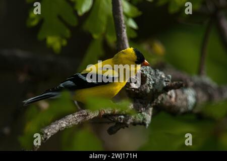 Primo piano di American Goldfinch nella vista del profilo Foto Stock