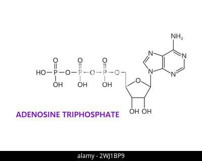 Neurotrasmettitore, adenosina trifosfato formula chimica di molecola, struttura molecolare vettoriale. Adenosina trifosfato o acido nucleico ATP, neurone corporeo e struttura molecolare del modulatore delle cellule nervose Illustrazione Vettoriale