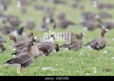 Blässgänse Anser albifrons und Nonnengänse / Weißwangengänse, überwinternde arktische Wildgänse, Großer Trupp rastet, Nahrungssuche auf Ackerland, wachsame Gänse, Typisches Verhalten, Wildtiere, Europa. *** Grandi oche bianche Anser albifrons , che svernano oche artiche, greggi che si nutrono di terreni agricoli, osservando con attenzione, comportamento tipico, fauna selvatica, Europa. Nordrhein-Westfalen Deutschland, Westeuropa Foto Stock