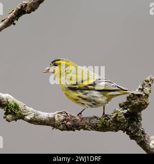 Erlenzeisig Spinus spinus , männlicher Vogel im Brutkleid, Prachtkleid, auf dem trockenen AST eines Holunderbusches sitzend, gelber Singvogel, heimische Tierwelt, wildife, Europa. *** Siskin Spinus spinus eurasiatico , uccello maschio in abito da riproduzione, appollaiato su un ramo secco di un cespuglio anziano, fauna selvatica, Europa. Nordrhein-Westfalen Deutschland, Westeuropa Foto Stock