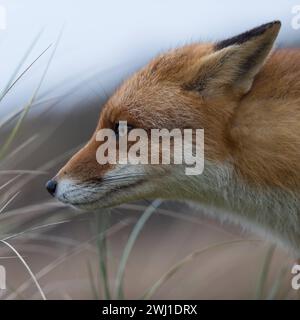 Rotfuchs Vulpes vulpes , ausgewachsen, Nahaufnahme, Kopfporträt, misstrauisch beobachtend, konzentriert, angelegte Ohren, natürliche Umgebung, heimische Wildtiere, Wildlife Europa. *** Red Fox Vulpes vulpes , adulti, osservando orecchie curiose, concentrate, rilassate, ambiente naturale, primo piano, ritratto della testa, fauna selvatica, Europa. NIEDERLANDE Europa Foto Stock