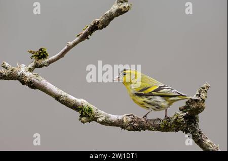 Erlenzeisig Spinus spinus , männlicher Vogel im Brutkleid, Prachtkleid, auf dem trockenen AST eines Holunderbusches sitzend, gelber Singvogel, heimische Tierwelt, wildife, Europa. *** Siskin Spinus spinus eurasiatico , uccello maschio in abito da riproduzione, appollaiato su un ramo secco di un cespuglio anziano, fauna selvatica, Europa. Nordrhein-Westfalen Deutschland, Westeuropa Foto Stock