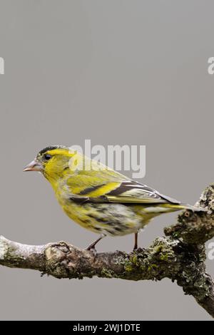 Erlenzeisig Spinus spinus , männlicher Vogel im Brutkleid, Prachtkleid, auf dem trockenen AST eines Holunderbusches sitzend, gelber Singvogel, heimische Tierwelt, wildife, Europa. *** Siskin Spinus spinus eurasiatico , uccello maschio in abito da riproduzione, appollaiato su un ramo secco di un cespuglio anziano, fauna selvatica, Europa. Nordrhein-Westfalen Deutschland, Westeuropa Foto Stock