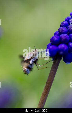 Macro shot di un'ape su un Giacinto d'uva blu Foto Stock