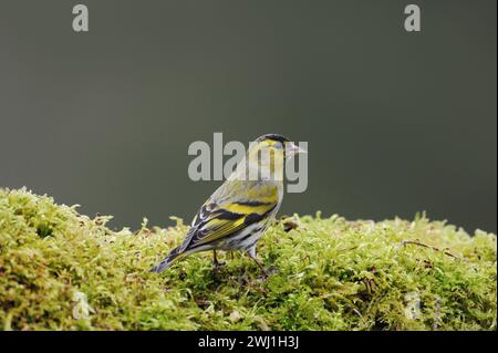 Siskin eurasiatico ( Spinus spinus ), uccello maschile in abito da riproduzione, seduto a terra in muschio verde, fauna selvatica, Europa. Foto Stock