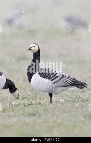 Oche del Barnacle ( Branta leucopsis ), gregge d'inverno, nutrendosi di un pascolo durante la doccia di neve, si guarda intorno, la fauna selvatica, l'Europa. Foto Stock