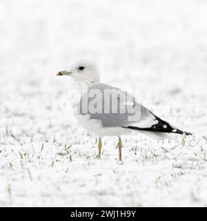 Mew Gull ( Larus canus ) in inverno, seduto su terreni agricoli innevati, probabilmente giovani uccelli nel secondo inverno, fauna selvatica, Europa. Foto Stock