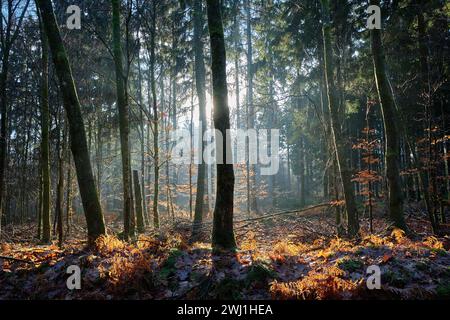 Il sole splende tra gli alberi della foresta nei pressi di Herbeumont, Ardenne, provincia di Lussemburgo Lussemburgo Lussemburgo Vallonia Belgio Foto Stock