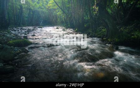 Luce fiabesca sul fiume Navia tra antiche foreste di querce e castagni vicino a Navia de Suarna, ad Ancares Lugo in Galizia Foto Stock