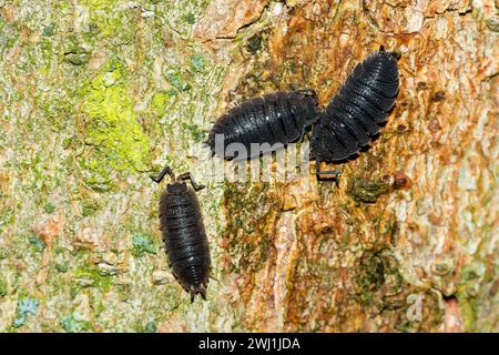 Legno grezzo Foto Stock