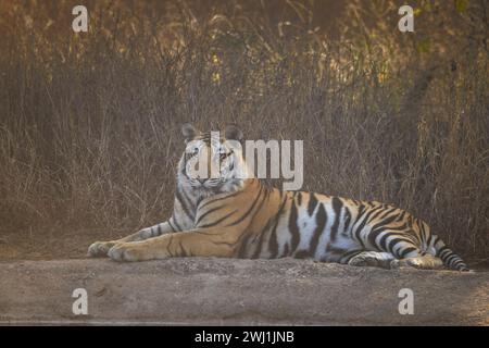 Royal Bengal Tiger, Panthera tigris, Cub, panna Tiger Reserve, Madhya Pradesh, India Foto Stock