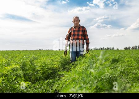 Agricoltore anziano nel campo delle carote. Foto Stock