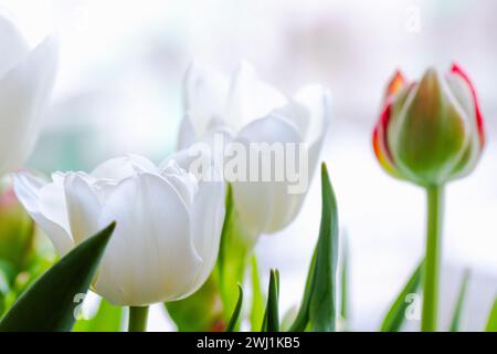 I fiori di tulipani sono di fronte a una finestra, foto ravvicinata con messa a fuoco morbida selettiva Foto Stock