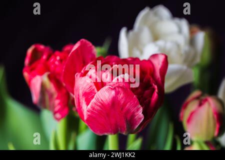 I fiori di tulipani rossi e bianchi sono su sfondo nero, foto ravvicinata con messa a fuoco morbida selettiva Foto Stock