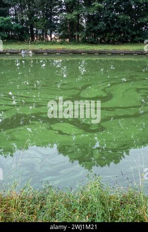 Questa fotografia mostra un canale tranquillo dove l'acqua sta subendo un'infestazione di alghe blu-verdi, evidente dalla colorazione distintiva sulla superficie dell'acqua. Nonostante l'aspetto sereno degli alberi riflessi e la lussureggiante vegetazione di bankside, la presenza delle alghe è un segno di squilibrio ecologico, probabilmente dovuto all'inquinamento nutritivo. La tonalità blu-verde delle alghe aggiunge una tinta innaturale all'acqua, contrastando con i verdi e i marroni naturali dell'ambiente circostante e riflettendo importanti preoccupazioni ambientali. Infestazione di alghe blu-verdi in un tranquillo set di canali Foto Stock