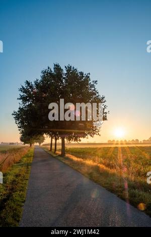 Questa immagine cattura una pittoresca scena rurale all'alba, con la luce precoce del giorno che diffonde una tonalità dorata sul paesaggio. Un sentiero di campagna si estende in lontananza, fiancheggiato da una linea di alberi robusti che si ergono alti contro il cielo che sta nascendo. Il sole, appena sopra l'orizzonte, crea un effetto stellare radioso, riempiendo la scena di calore e la promessa di un nuovo giorno. I brillamenti dell'obiettivo aggiungono una qualità da sogno all'immagine, migliorando l'atmosfera magica della mattina. Alba dorata su un sentiero rurale fiancheggiato da alberi. Foto di alta qualità Foto Stock