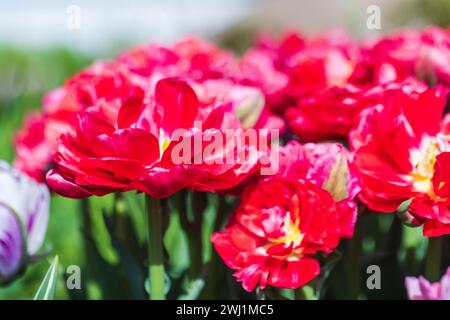 I luminosi fiori di tulipani scarlatti crescono in un giardino, foto ravvicinata con una messa a fuoco morbida e selettiva Foto Stock