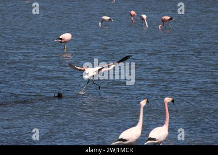 Il fenicottero decolla dalla laguna canapa Foto Stock