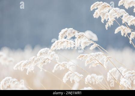 Canne asciutte ricoperte di neve, vista ravvicinata con messa a fuoco selettiva. Foto astratta di sfondo naturale invernale scattata sulla costa del Mar Baltico ghiacciato Foto Stock