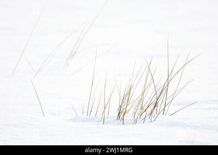 Erba secca con neve bianca in una soleggiata giornata invernale, foto astratta di sfondo naturale scattata sulla costa del Mar Baltico ghiacciato Foto Stock