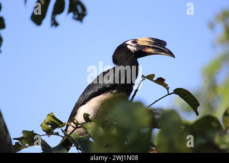 Oriental Pied Hornbill nel Parco Nazionale di Khao Yai, Thailandia Foto Stock