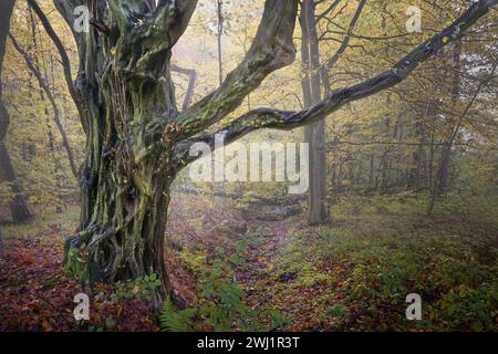 Tronco intempestivo di un antico carpino (Carpinus betulus) in una foresta decidua in una giornata nebbiosa in autunno, paesaggio naturale Foto Stock