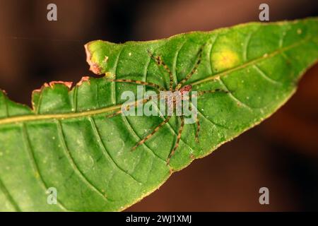 Ragno di bromeliade (Cupiennius sp.?) Da Laguna Lagarto, Costa Rica. Foto Stock