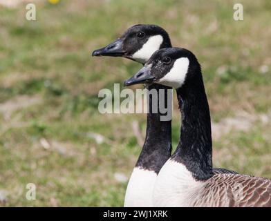 CANADA GOOSE Branta Canadensis coppia Foto Stock