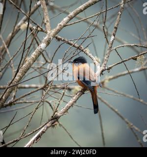 Una sibia ruvida arroccata in un albero senza foglie. Foto Stock