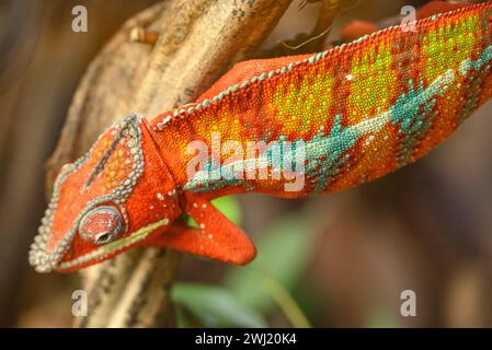 Chamaleon in germania Foto Stock