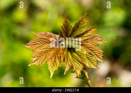 Foglie d'acero norvegese in primavera Foto Stock