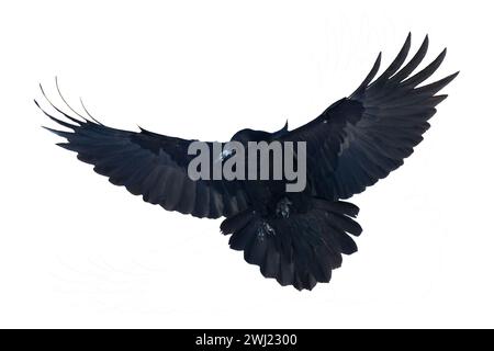 Uccelli che volano corvo isolati su fondo bianco Corvus corax. La silhouette di Halloween di un grande uccello nero in volo Foto Stock