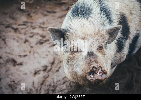 Panciuta maiale (Sus scrofa domesticus) Foto Stock